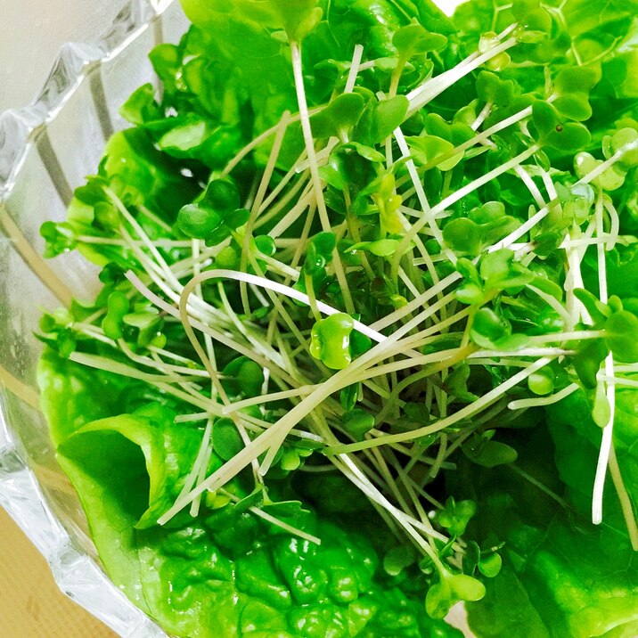 切るだけ!スプラウトとサンチュの緑の簡単サラダ
